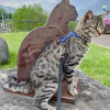 Un gatto a spasso nel paese dei gatti, Brolo